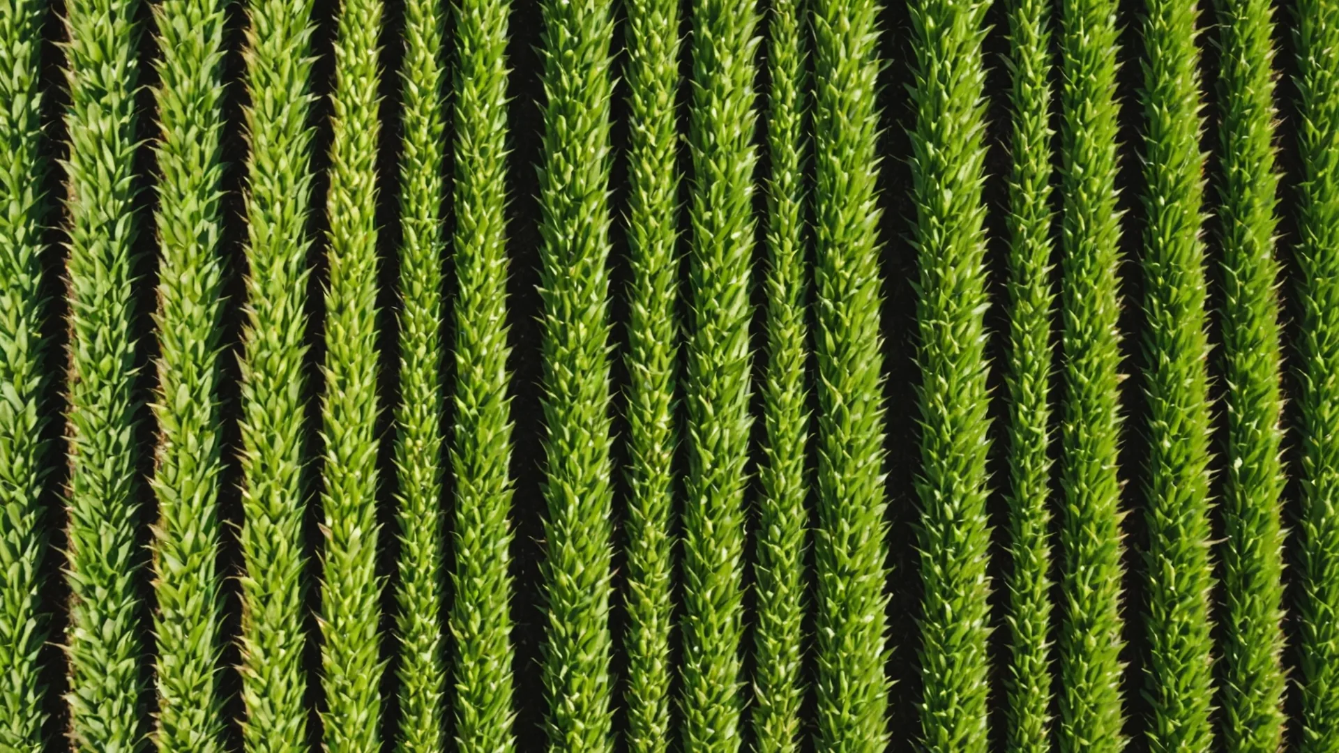 Rotation Effect Analytics: Measuring the Real Value of Corn-Soybean Rotation