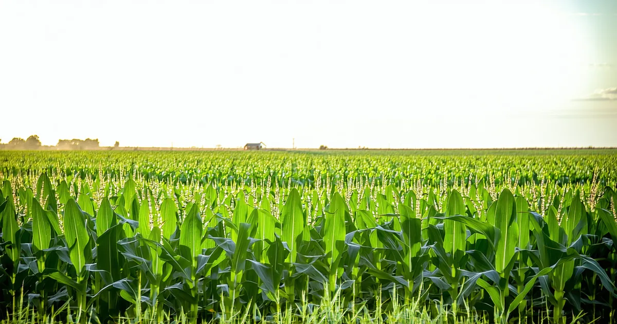 Corn field showing heat stress symptoms with rolled leaves and discoloration during Midwest summer