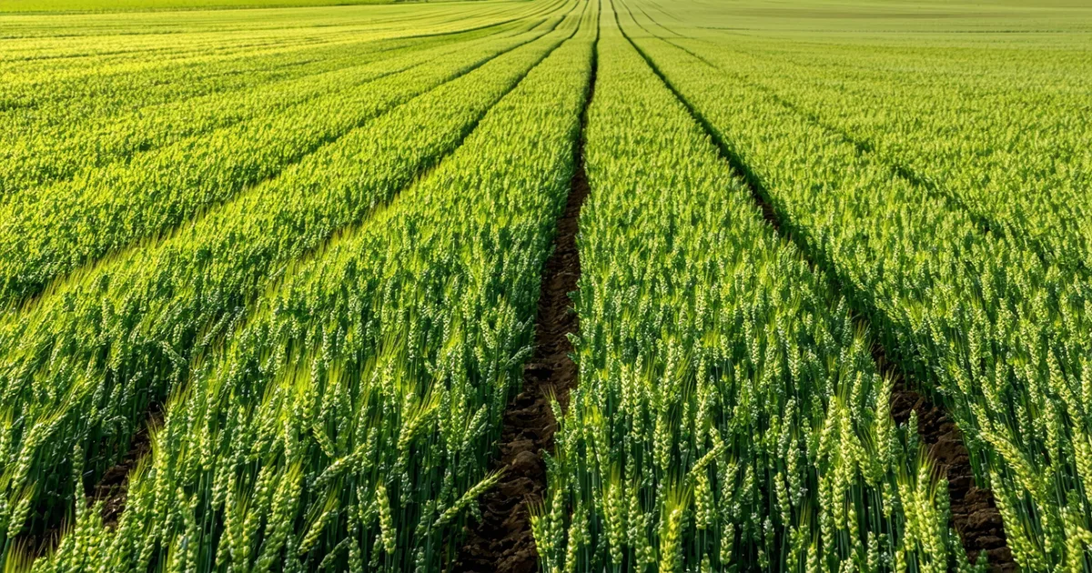 Winter wheat field at tillering stage with vivid green young wheat plants in rows