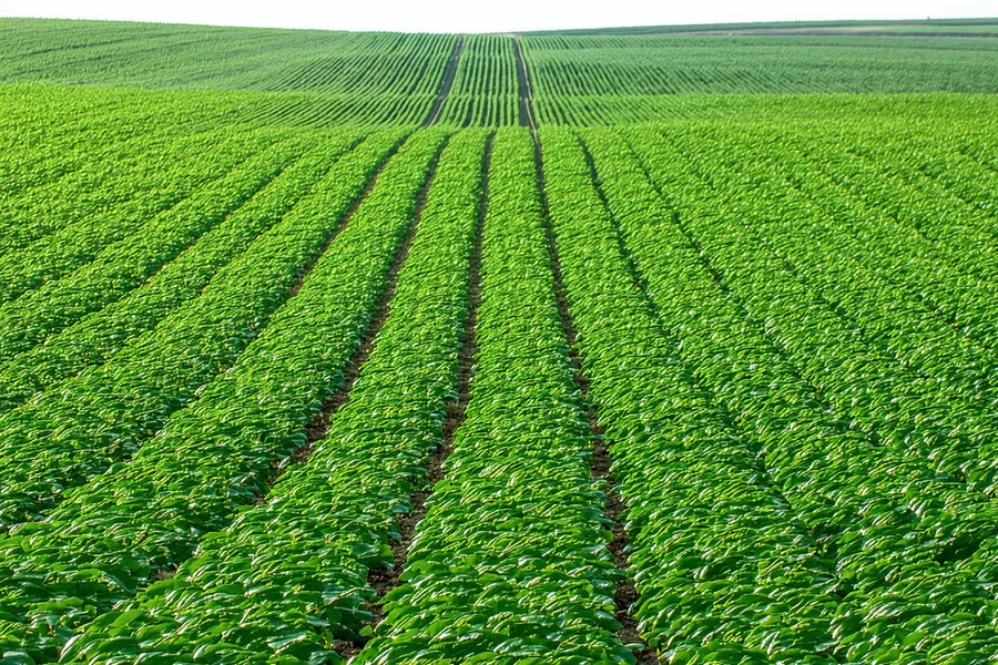 Soybean field in full canopy closure, dense green rows visible from field level